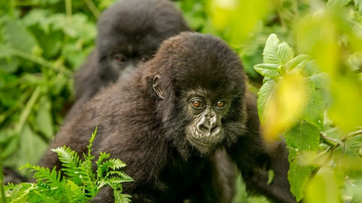 How Gorilla Trekking Benefits Conservation